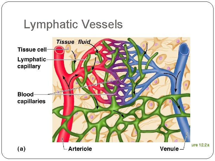 Lymphatic Vessels Figure 12. 2 a 