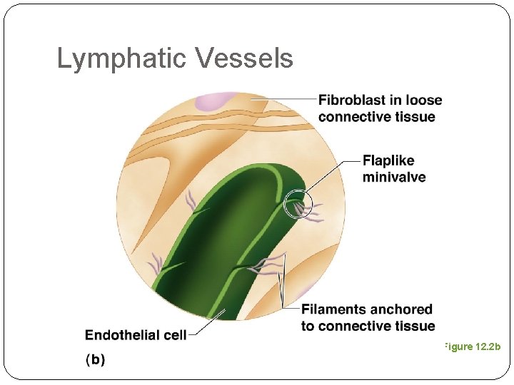 Lymphatic Vessels Figure 12. 2 b 