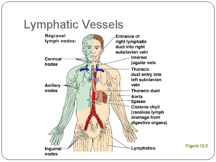 Lymphatic Vessels Figure 12. 3 