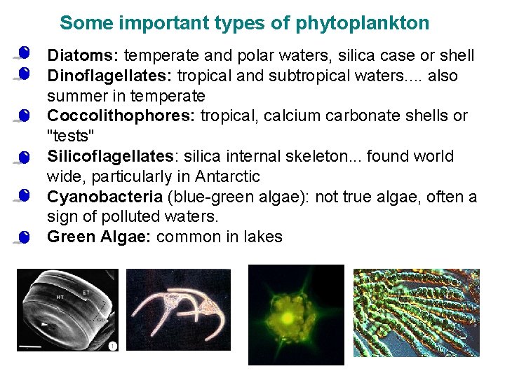Some important types of phytoplankton • • • Diatoms: temperate and polar waters, silica Some important types of phytoplankton • • • Diatoms: temperate and polar waters, silica