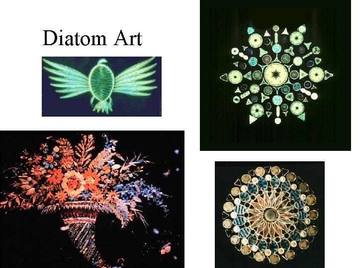 Diatom Art Diatom Art