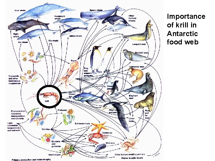 Importance of krill in Antarctic food web Importance of krill in Antarctic food web