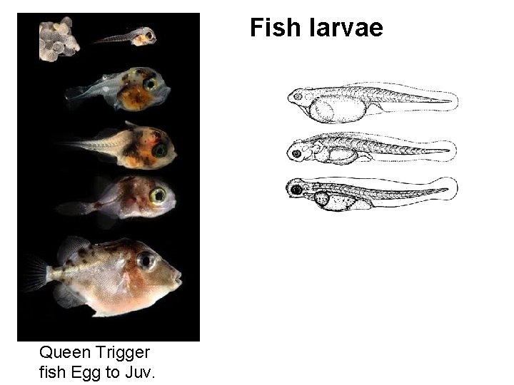 Fish larvae Queen Trigger fish Egg to Juv. Fish larvae Queen Trigger fish Egg to Juv.