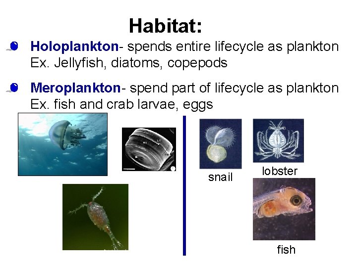 Habitat: • Holoplankton- spends entire lifecycle as plankton Ex. Jellyfish, diatoms, copepods • Meroplankton- Habitat: • Holoplankton- spends entire lifecycle as plankton Ex. Jellyfish, diatoms, copepods • Meroplankton-