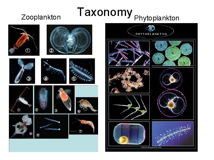Zooplankton Taxonomy Phytoplankton Zooplankton Taxonomy Phytoplankton