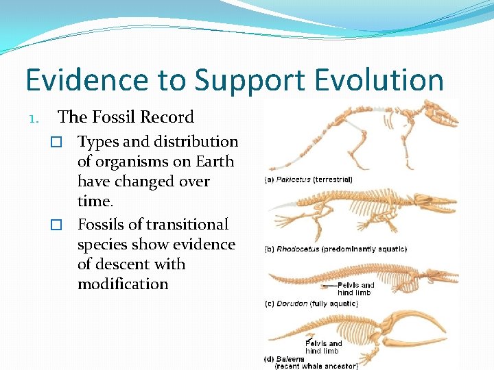 Evidence to Support Evolution 1. The Fossil Record � Types and distribution of organisms