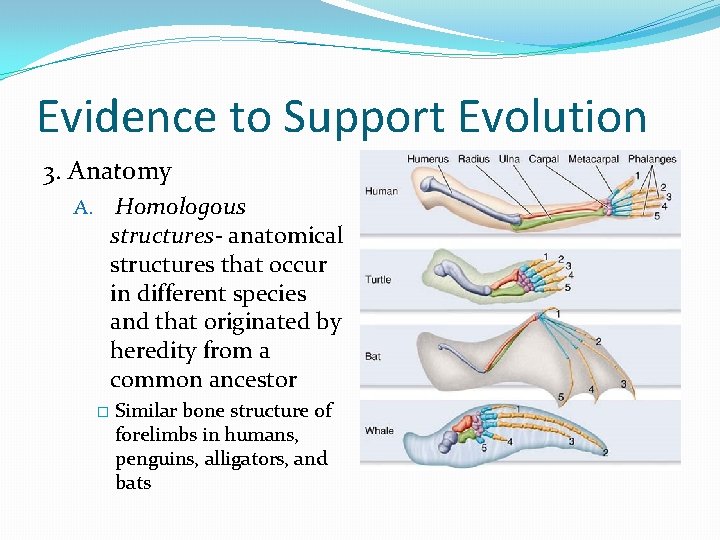 Evidence to Support Evolution 3. Anatomy A. Homologous structures- anatomical structures that occur in