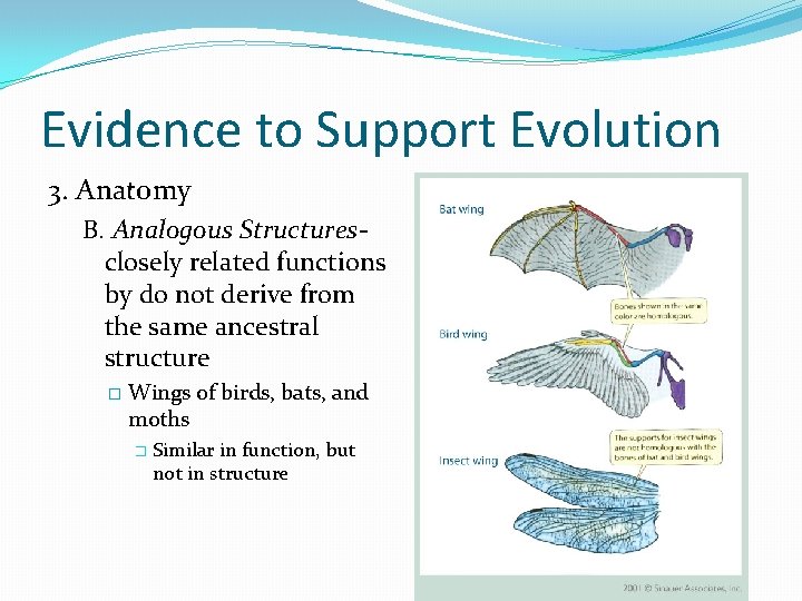 Evidence to Support Evolution 3. Anatomy B. Analogous Structuresclosely related functions by do not