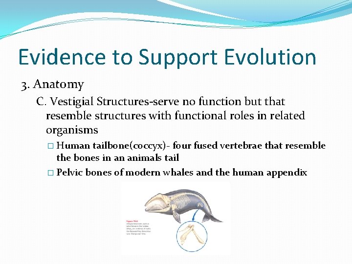 Evidence to Support Evolution 3. Anatomy C. Vestigial Structures-serve no function but that resemble