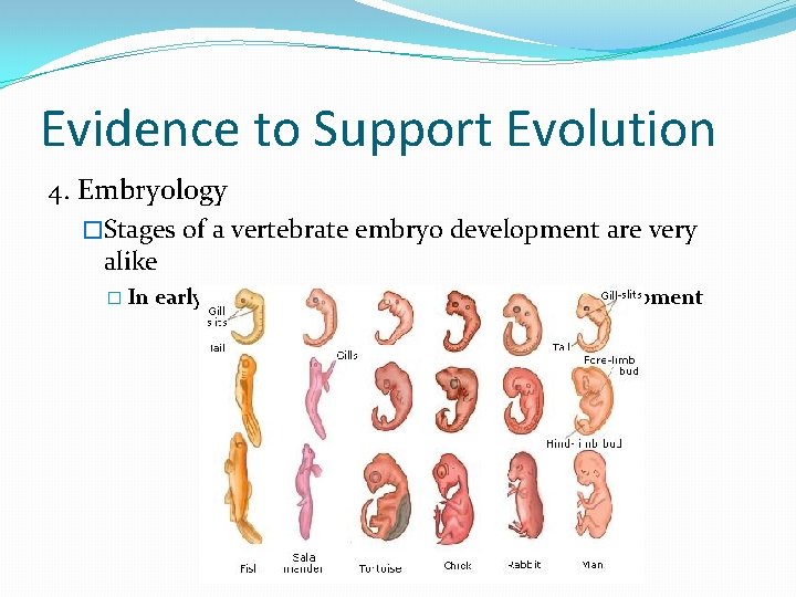 Evidence to Support Evolution 4. Embryology �Stages of a vertebrate embryo development are very