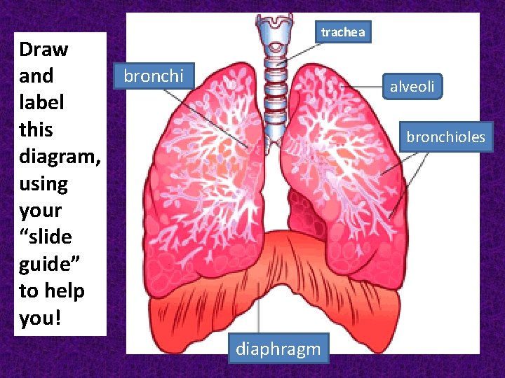 Draw bronchi and label this diagram, using your “slide guide” to help you! trachea