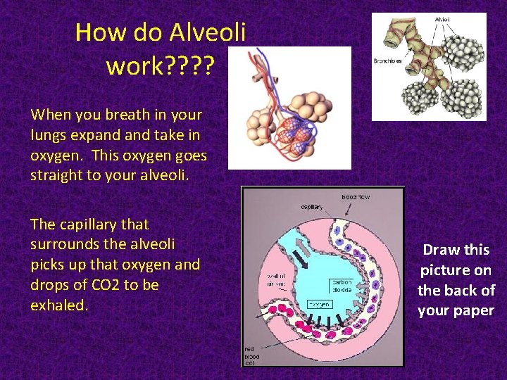 How do Alveoli work? ? When you breath in your lungs expand take in