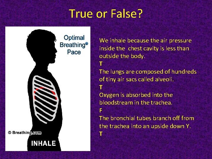 True or False? We inhale because the air pressure inside the chest cavity is
