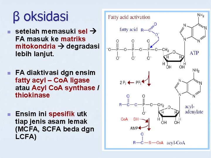 β oksidasi n setelah memasuki sel FA masuk ke matriks mitokondria degradasi lebih lanjut.