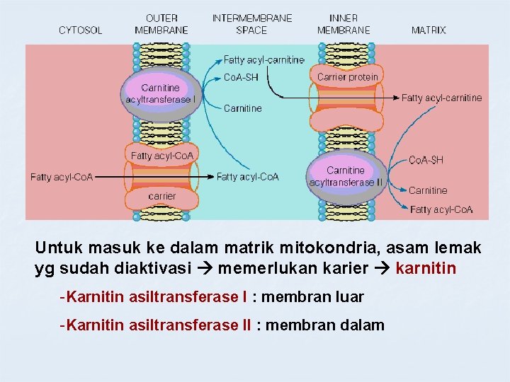 Untuk masuk ke dalam matrik mitokondria, asam lemak yg sudah diaktivasi memerlukan karier karnitin