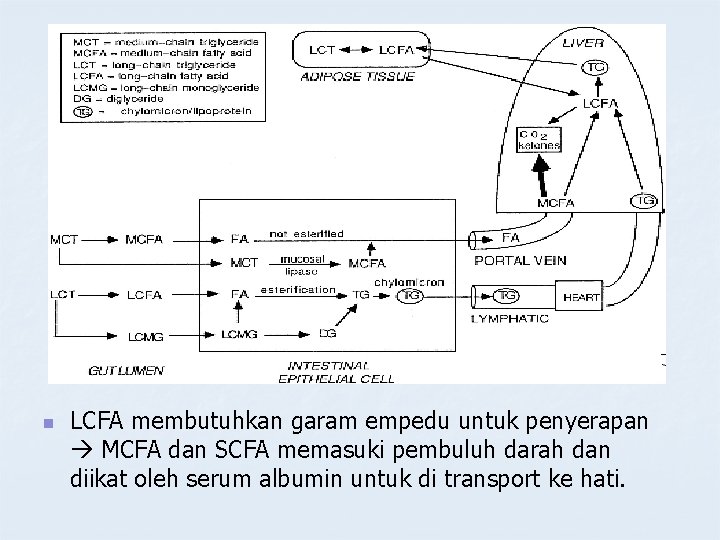 n LCFA membutuhkan garam empedu untuk penyerapan MCFA dan SCFA memasuki pembuluh darah dan