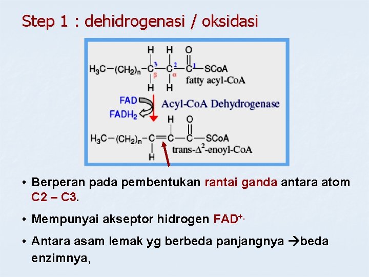 Step 1 : dehidrogenasi / oksidasi • Berperan pada pembentukan rantai ganda antara atom