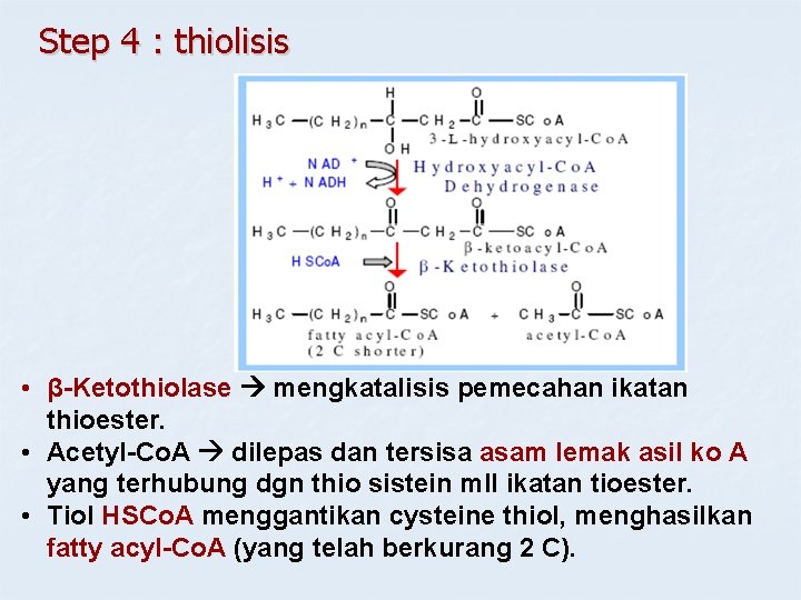 Step 4 : thiolisis • β-Ketothiolase mengkatalisis pemecahan ikatan thioester. • Acetyl-Co. A dilepas