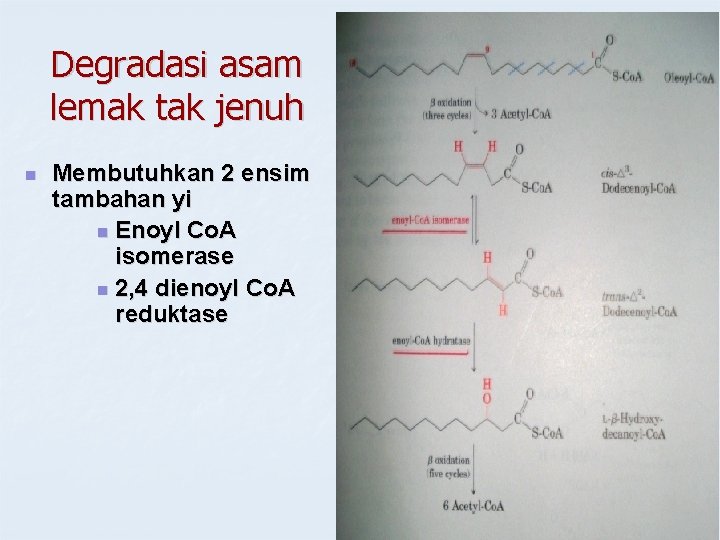 Degradasi asam lemak tak jenuh n Membutuhkan 2 ensim tambahan yi n Enoyl Co.