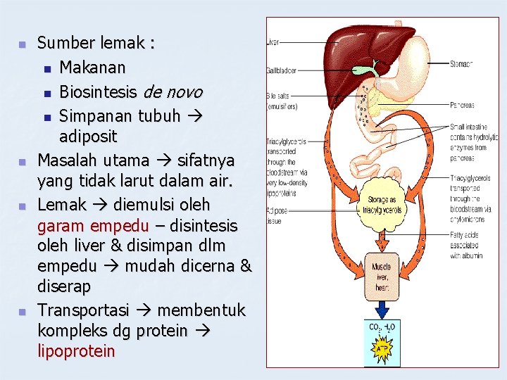 n n Sumber lemak : n Makanan n Biosintesis de novo n Simpanan tubuh