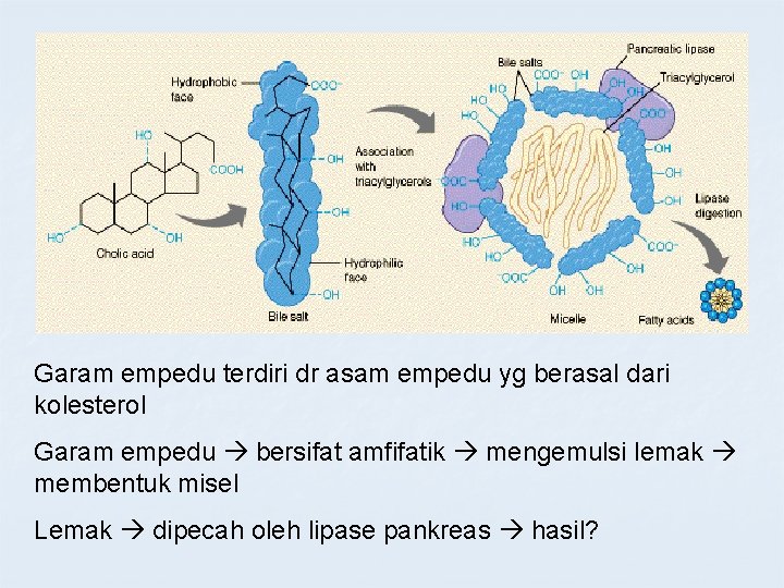 Garam empedu terdiri dr asam empedu yg berasal dari kolesterol Garam empedu bersifat amfifatik