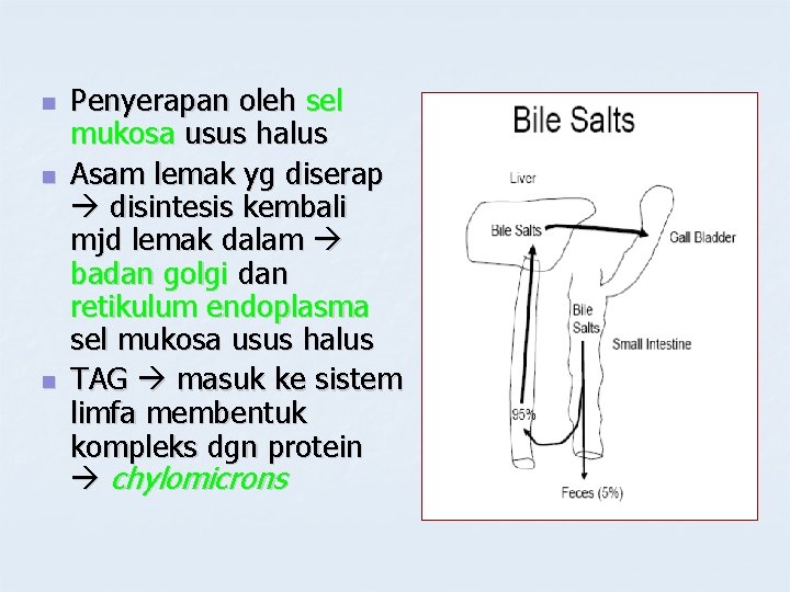 n n n Penyerapan oleh sel mukosa usus halus Asam lemak yg diserap disintesis