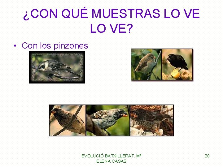 ¿CON QUÉ MUESTRAS LO VE? • Con los pinzones EVOLUCIÓ BATXILLERAT. Mª ELENA CASAS ¿CON QUÉ MUESTRAS LO VE? • Con los pinzones EVOLUCIÓ BATXILLERAT. Mª ELENA CASAS