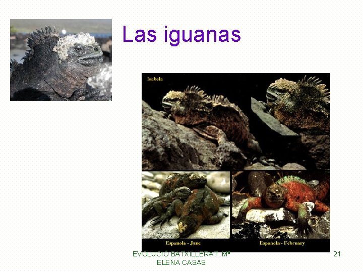 Las iguanas EVOLUCIÓ BATXILLERAT. Mª ELENA CASAS 21 Las iguanas EVOLUCIÓ BATXILLERAT. Mª ELENA CASAS 21