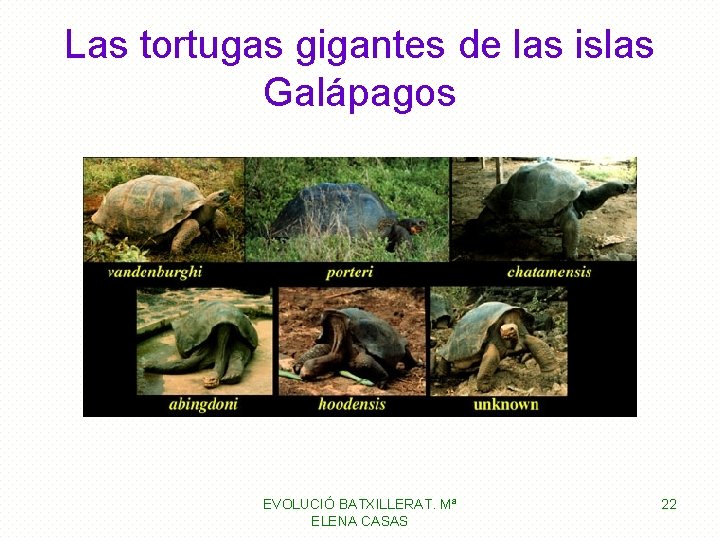 Las tortugas gigantes de las islas Galápagos EVOLUCIÓ BATXILLERAT. Mª ELENA CASAS 22 Las tortugas gigantes de las islas Galápagos EVOLUCIÓ BATXILLERAT. Mª ELENA CASAS 22