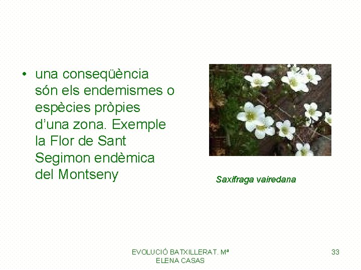  • una conseqüència són els endemismes o espècies pròpies d’una zona. Exemple la