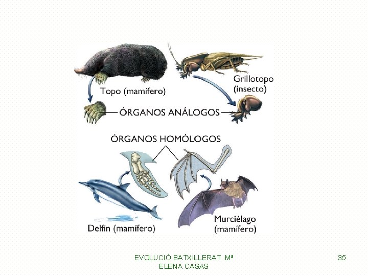 EVOLUCIÓ BATXILLERAT. Mª ELENA CASAS 35 