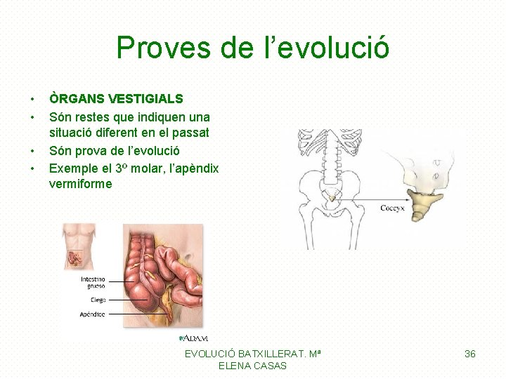 Proves de l’evolució • • ÒRGANS VESTIGIALS Són restes que indiquen una situació diferent