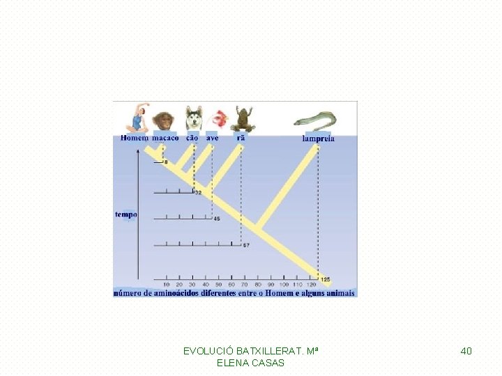 EVOLUCIÓ BATXILLERAT. Mª ELENA CASAS 40 