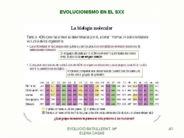 EVOLUCIONISMO EN EL SXX EVOLUCIÓ BATXILLERAT. Mª ELENA CASAS 41 