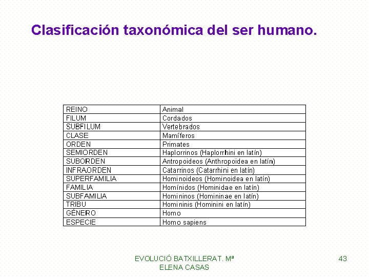 Clasificación taxonómica del ser humano. EVOLUCIÓ BATXILLERAT. Mª ELENA CASAS 43 Clasificación taxonómica del ser humano. EVOLUCIÓ BATXILLERAT. Mª ELENA CASAS 43