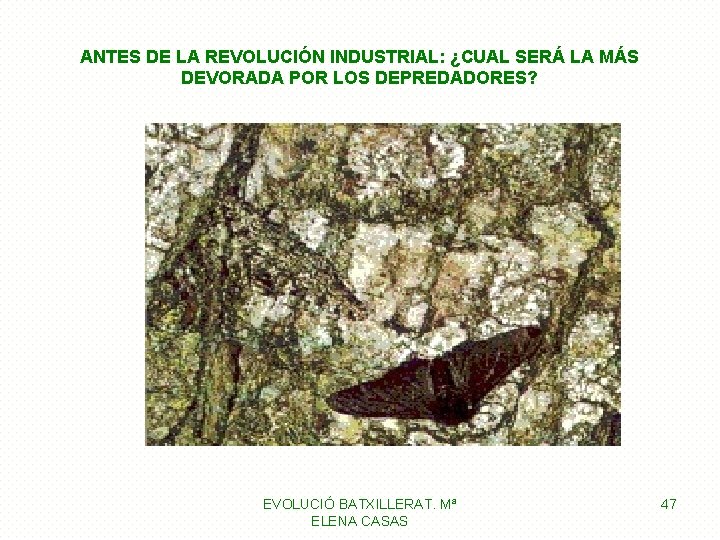 ANTES DE LA REVOLUCIÓN INDUSTRIAL: ¿CUAL SERÁ LA MÁS DEVORADA POR LOS DEPREDADORES? EVOLUCIÓ ANTES DE LA REVOLUCIÓN INDUSTRIAL: ¿CUAL SERÁ LA MÁS DEVORADA POR LOS DEPREDADORES? EVOLUCIÓ