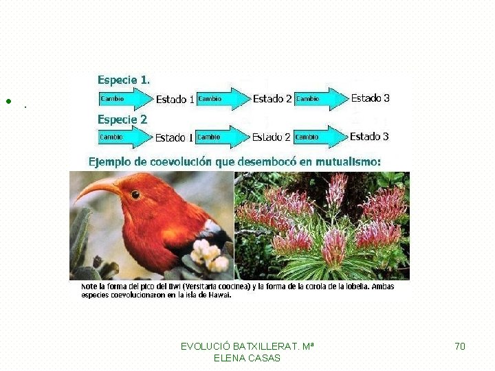  • . • EVOLUCIÓ BATXILLERAT. Mª ELENA CASAS 70 