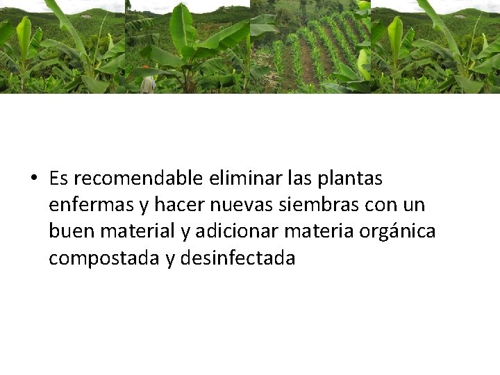 • Es recomendable eliminar las plantas enfermas y hacer nuevas siembras con un • Es recomendable eliminar las plantas enfermas y hacer nuevas siembras con un