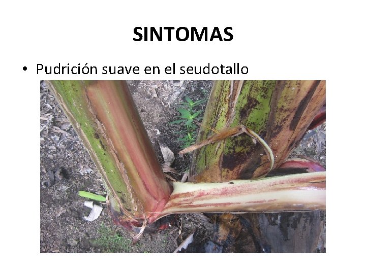 SINTOMAS • Pudrición suave en el seudotallo SINTOMAS • Pudrición suave en el seudotallo