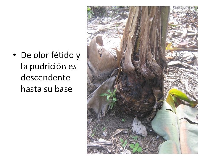 • De olor fétido y la pudrición es descendente hasta su base • De olor fétido y la pudrición es descendente hasta su base