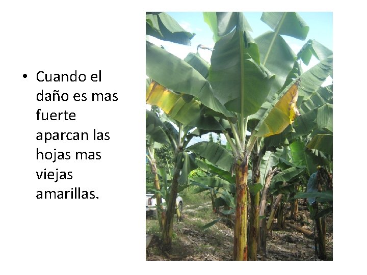 • Cuando el daño es mas fuerte aparcan las hojas mas viejas amarillas. • Cuando el daño es mas fuerte aparcan las hojas mas viejas amarillas.