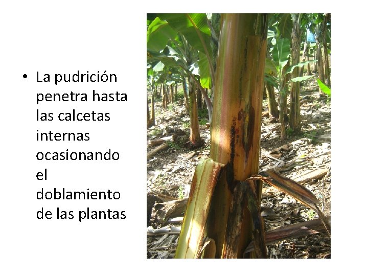 • La pudrición penetra hasta las calcetas internas ocasionando el doblamiento de las • La pudrición penetra hasta las calcetas internas ocasionando el doblamiento de las