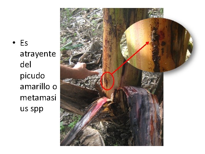 • Es atrayente del picudo amarillo o metamasi us spp • Es atrayente del picudo amarillo o metamasi us spp