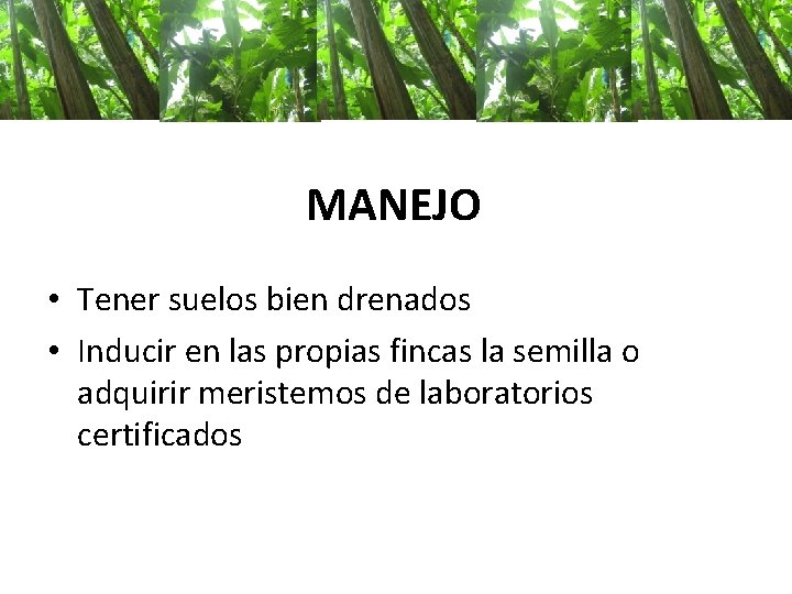 MANEJO • Tener suelos bien drenados • Inducir en las propias fincas la semilla MANEJO • Tener suelos bien drenados • Inducir en las propias fincas la semilla