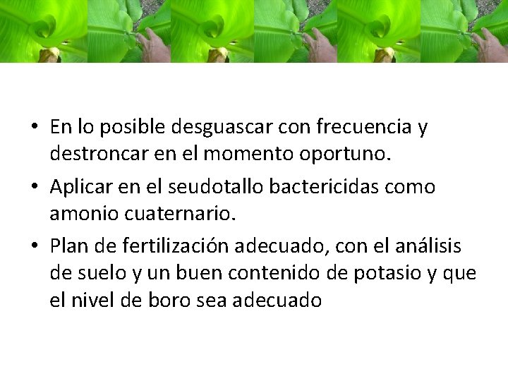 • En lo posible desguascar con frecuencia y destroncar en el momento oportuno. • En lo posible desguascar con frecuencia y destroncar en el momento oportuno.
