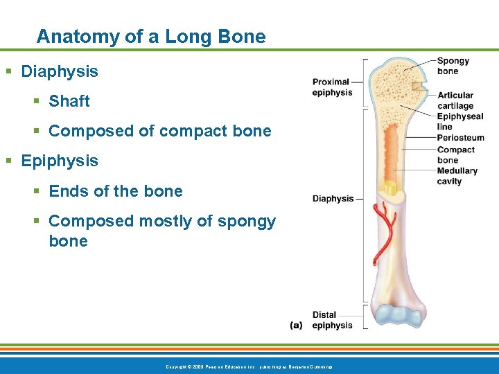 Anatomy of a Long Bone § Diaphysis § Shaft § Composed of compact bone Anatomy of a Long Bone § Diaphysis § Shaft § Composed of compact bone