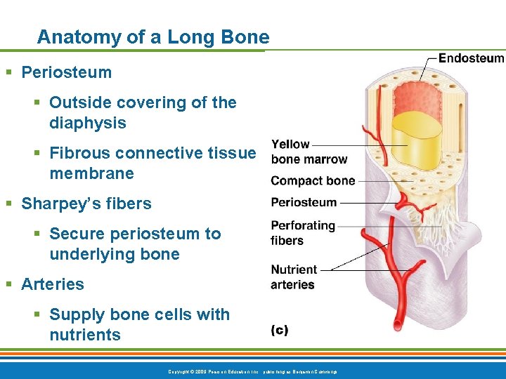 Anatomy of a Long Bone § Periosteum § Outside covering of the diaphysis § Anatomy of a Long Bone § Periosteum § Outside covering of the diaphysis §