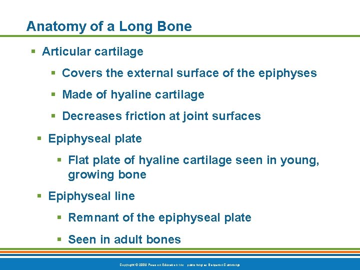 Anatomy of a Long Bone § Articular cartilage § Covers the external surface of Anatomy of a Long Bone § Articular cartilage § Covers the external surface of