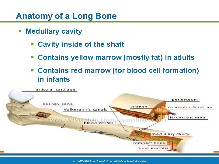Anatomy of a Long Bone § Medullary cavity § Cavity inside of the shaft Anatomy of a Long Bone § Medullary cavity § Cavity inside of the shaft