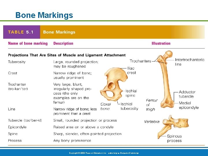 Bone Markings Table 5. 1 (1 of 2) Copyright © 2009 Pearson Education, Inc. Bone Markings Table 5. 1 (1 of 2) Copyright © 2009 Pearson Education, Inc.